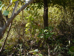 Embelia tsjeriam-cottam