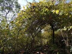 Embelia tsjeriam-cottam