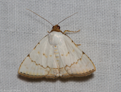 Eulepidotis alabastraria