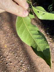Cryptocarya sclerophylla