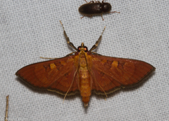 Prenesta scyllalis