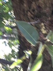 Ficus salicifolia