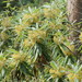 Bedfordia arborescens - Photo (c) Reiner Richter, algunos derechos reservados (CC BY-NC), subido por Reiner Richter
