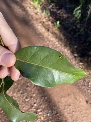 Cryptocarya sclerophylla