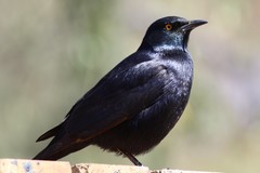 Onychognathus nabouroup