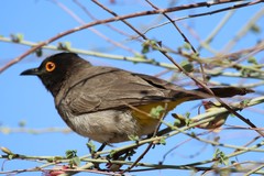 Pycnonotus nigricans