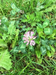 Trifolium pratense