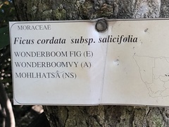 Ficus salicifolia