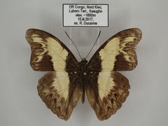 Cymothoe indamora indamora