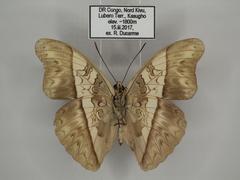 Cymothoe indamora indamora