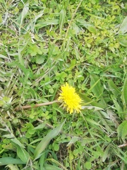 Taraxacum officinale