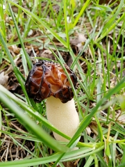 Morchella semilibera