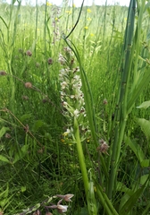 Dactylorhiza incarnata ochroleuca