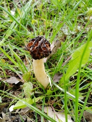 Morchella semilibera