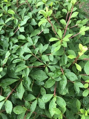 Enkianthus perulatus