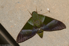 Oryba achemenides