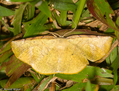 Simopteryx torquataria
