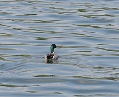 Anas platyrhynchos