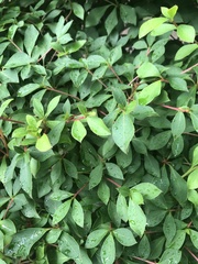 Enkianthus perulatus