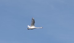 Cygnus olor