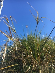 Cyperus ustulatus