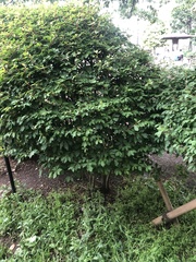 Enkianthus perulatus