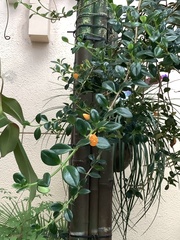 Nematanthus gregarius