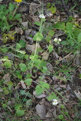 Alliaria petiolata