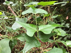 Erythrina numerosa
