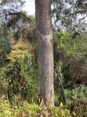 Eucalyptus moluccana