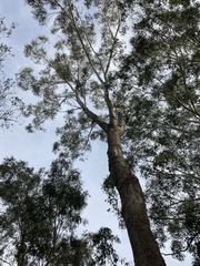 Eucalyptus moluccana