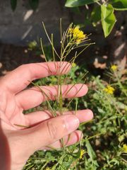 Sisymbrium irio
