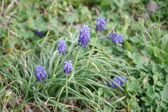 Muscari neglectum