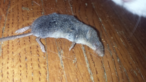 Smoky Shrew