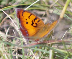 Catacroptera cloanthe cloanthe