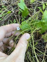 Ipomoea plebeia