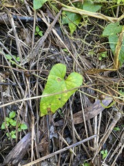 Ipomoea plebeia