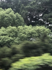 Acacia confusa