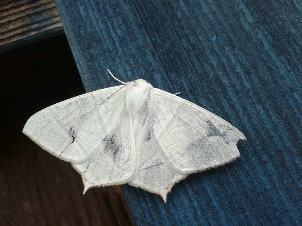 Ourapteryx leucopteron