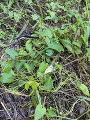 Ipomoea plebeia