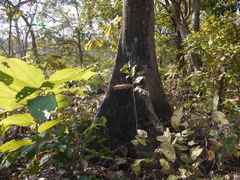 Terminalia bellirica