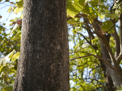 Terminalia bellirica