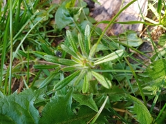 Galium aparine