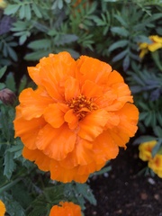 Tagetes