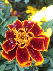 Tagetes
