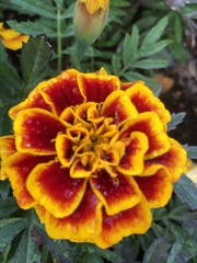 Tagetes