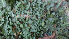 Lepidagathis inaequalis