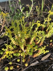 Sedum sarmentosum