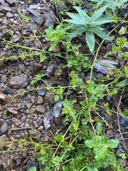 Chenopodium trigonon stellulatum