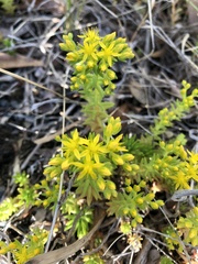 Sedum sarmentosum